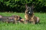 MALINOIS 1074